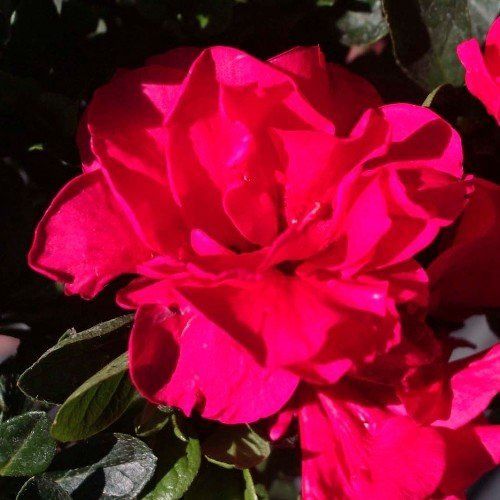 Azalea Mission Bells