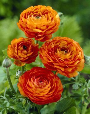 Ranunculus a. Orange