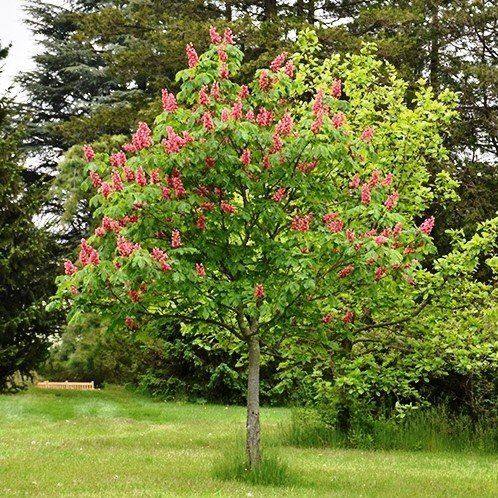 Aesculus x carnea, Red Horse Chestnut - Pb18