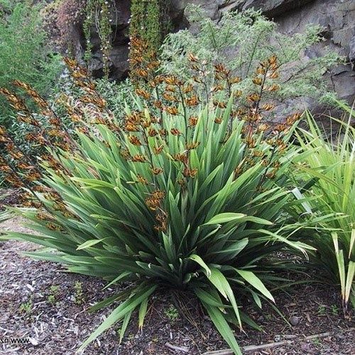 Phormium c. Green Dwarf, Mountain Flax - Pb5 (40/50)