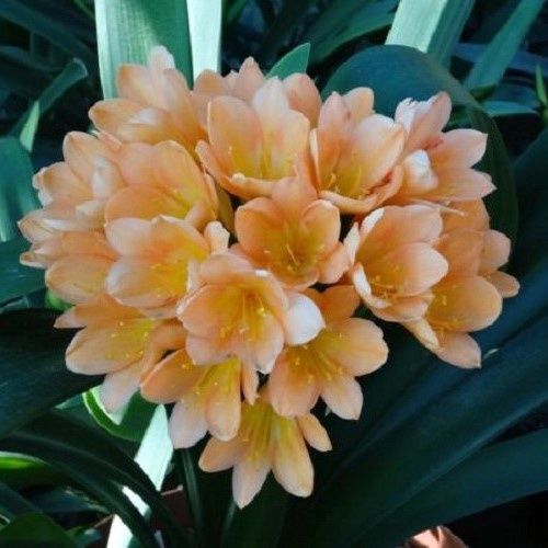 Clivia peach - 2.5Ltr