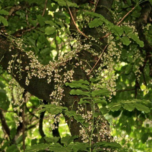Dysoxylum spectabile, Kohekohe -1.8m tall  25ltr