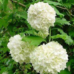 Viburnum opulus Sterile, Snowball Bush - Pb5/Pb6.5