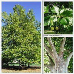 Platanus acerifolia, London Plane - 25-45Ltr  (2.5m+ , well branched)