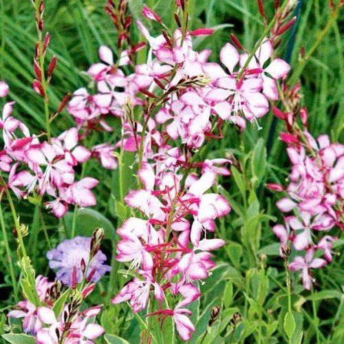 Gaura Freefolk Rosy - 1.5Ltr