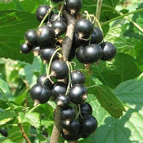 Blackcurrant Black Forest - 1.2Ltr