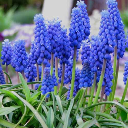 Muscari - Early Giant