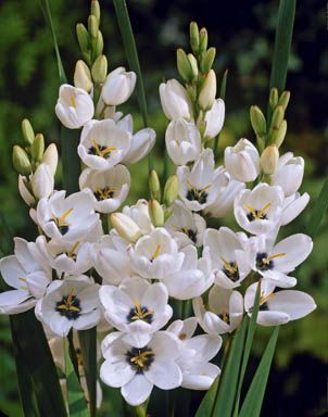 Ixia - Giant White