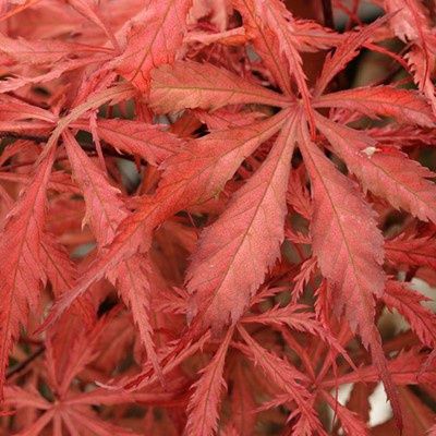 Acer palmatum Earthfire
