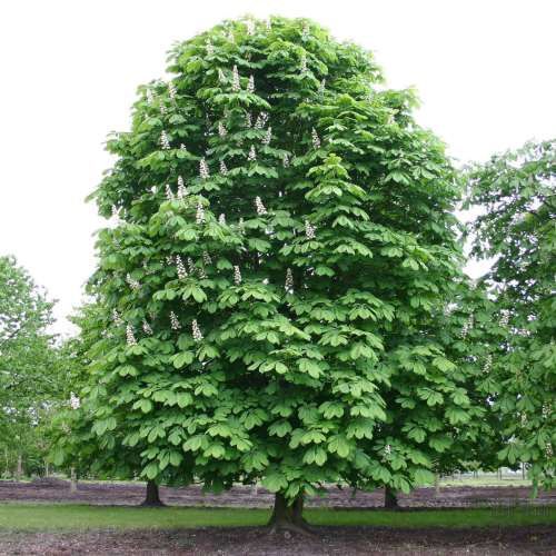 Aesculus hippocastanum,  Common Horse Chestnut - Pb12