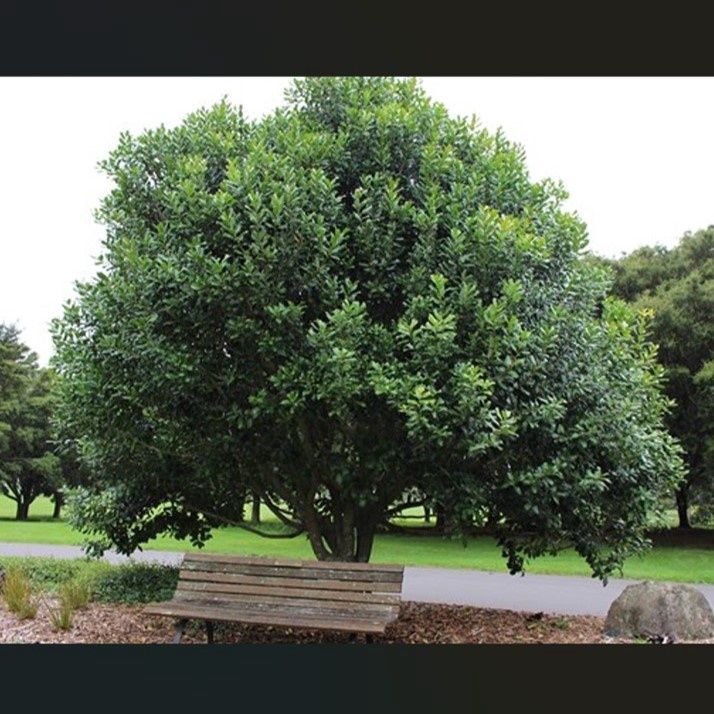 Nestegis apetala - Coastal Maire