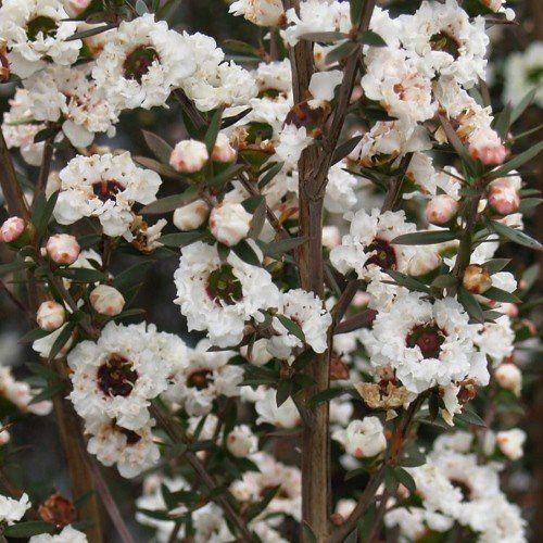 Leptospermum Wiri Linda, White flowering Manuka -