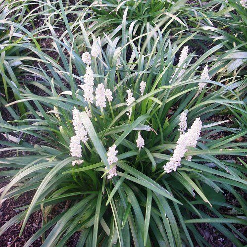 Liriope  m. Monroe White, Lilyturf - 1L/2L (10/20)