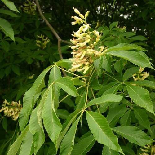 Aesculus flava, Yellow Buckeye - Pb12