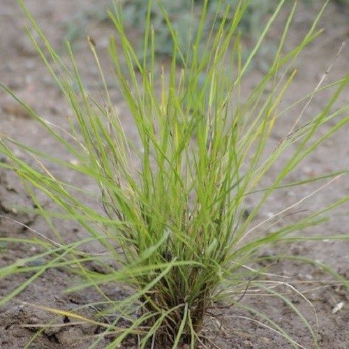 Lomandra x Little Will - Pb5