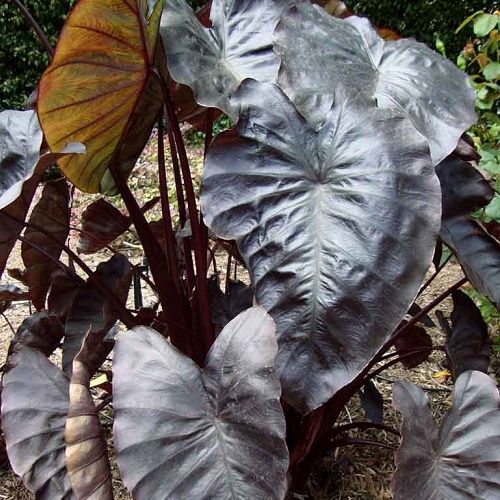 Colocasia Black Coral, Taro - 1Ltr/3Ltr