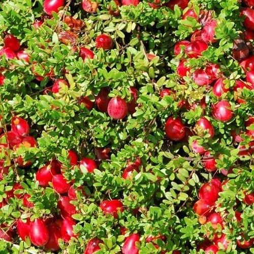 Cranberry Crowley - 2Ltr