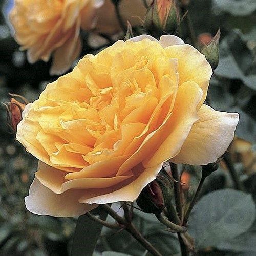 Rose Graham Thomas (Austin, bush)