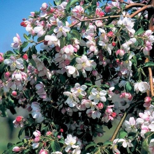 Malus Red Jade, Crabapple - 1.8m standard PB40