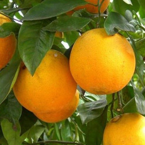 Orange Parent Navel - Pb28