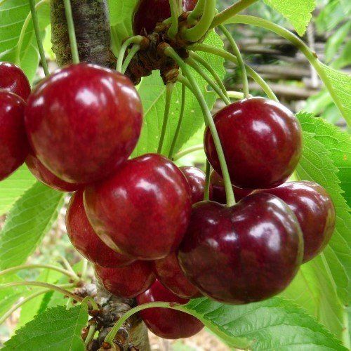 Cherry Lapins - Pb18/28