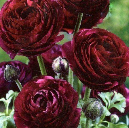 Ranunculus a. Mahogany