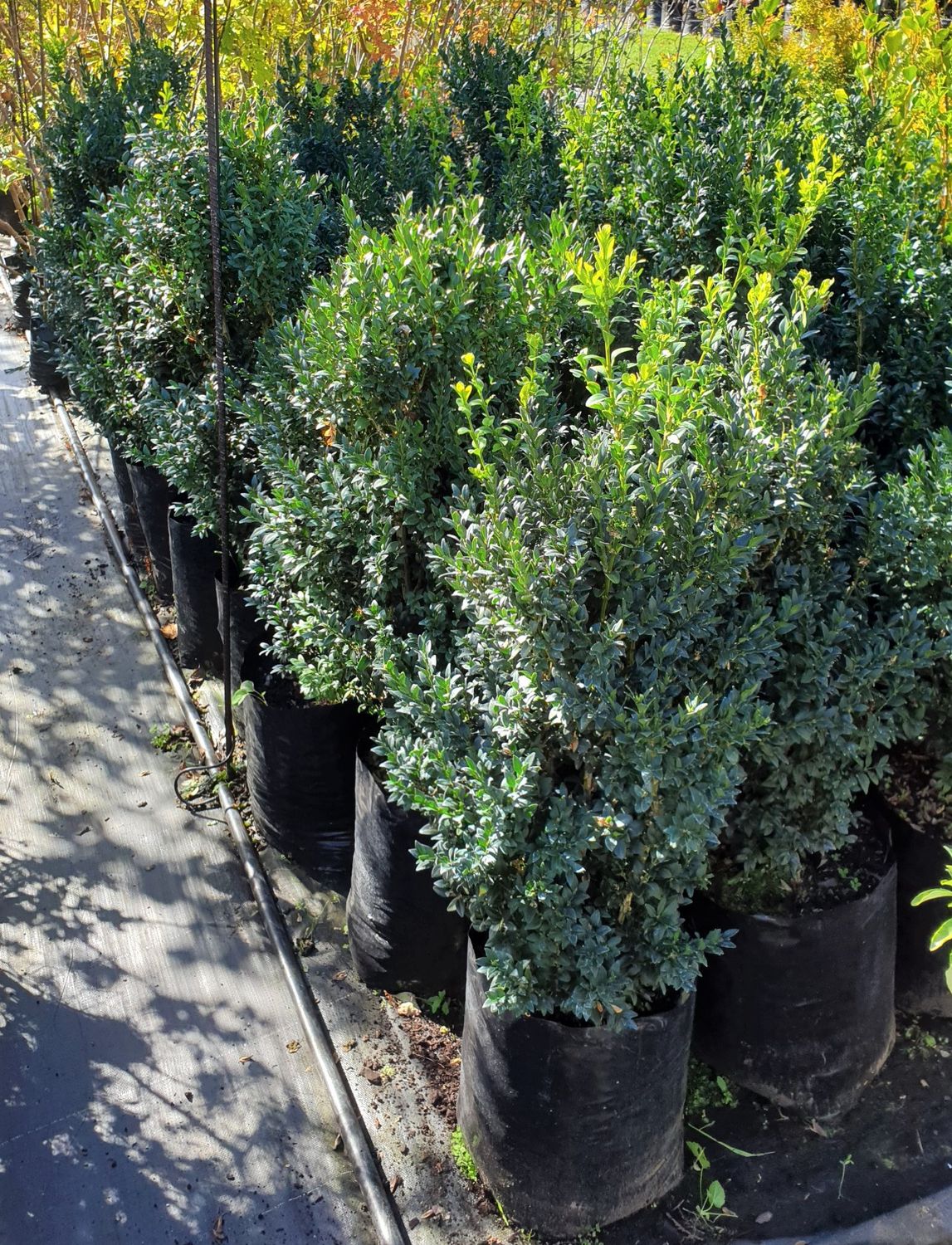 Buxus sempervirens - Pb28 (50/70)