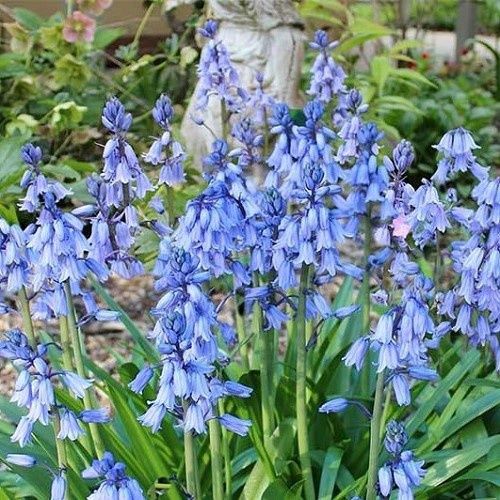 Scilla - King Of The Blues, Spanish Bluebells