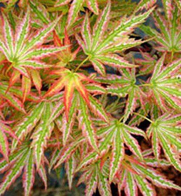 Acer Higasayama - Pb28