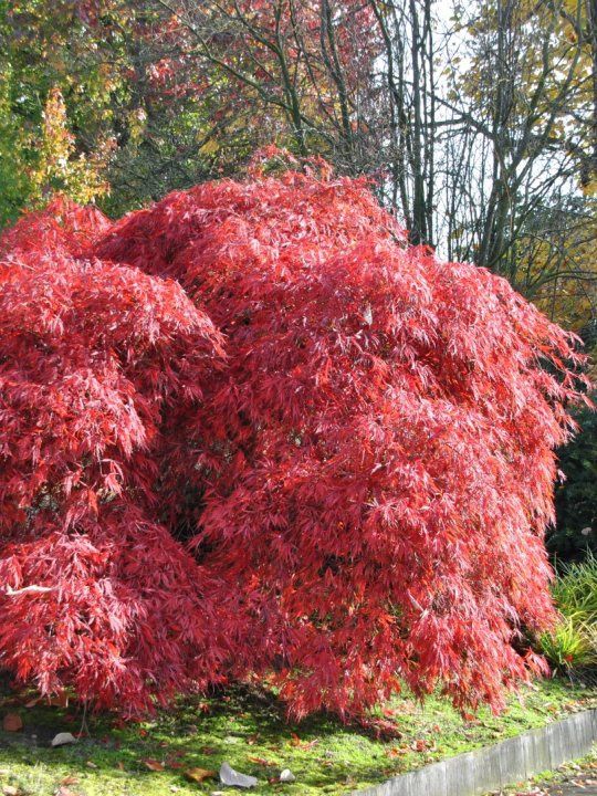 Acer palmatum Garnett