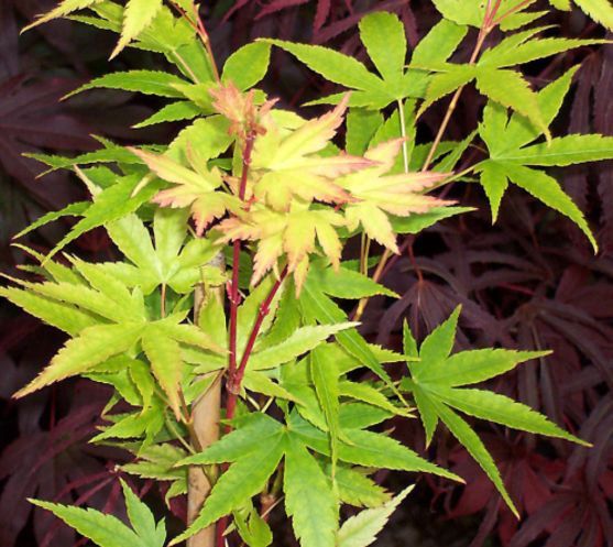 Acer Japanese Sunrise - Pb28