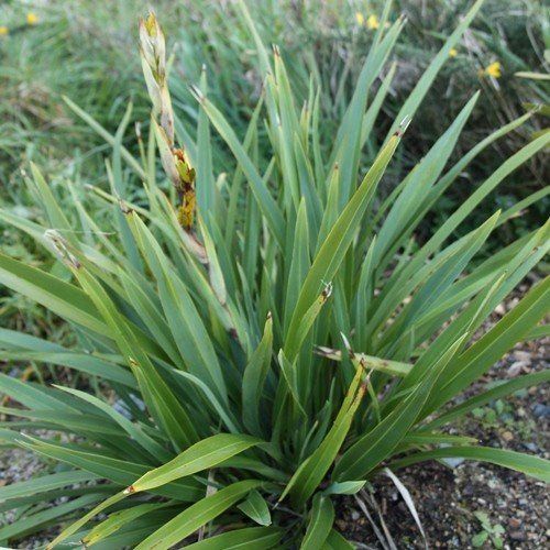Phormium c. Emerald Gem, Flax - 1.5Ltr (15/30)