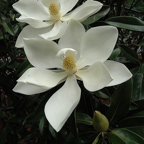 Magnolia Little Gem - Pb40
