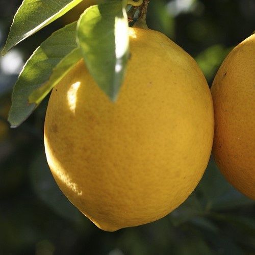 Lemon Yen Ben - 3Ltr