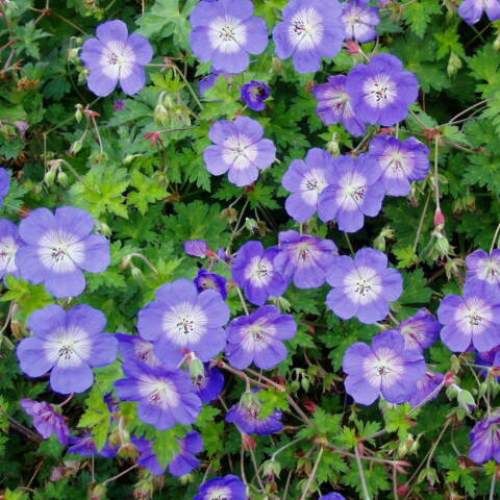 Geranium Rozanne - Pb6.5