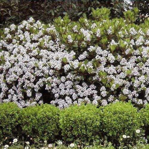 Rhaphiolepis i. Oriental Pearl, Indian Hawthorn