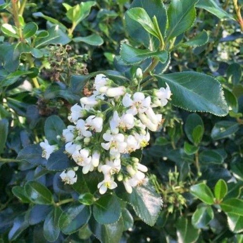Escallonia White - Pb5