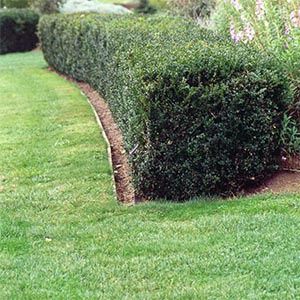 Buxus sempervirens - Pb12/8Ltr