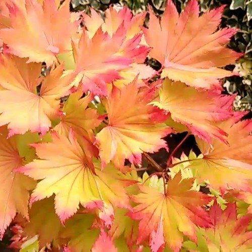 Acer shirasawanum Autumn Moon - Pb28