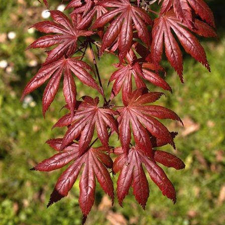 Acer Trompenburg - Pb28