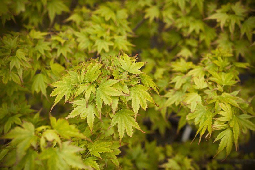 Acer Coonara Pygmy - Pb28
