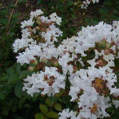 Lagerstroemia Petite Snow, Crepe Myrtle - Pb6.5 (30/40)