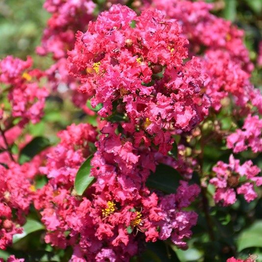 Lagerstroemia Petite Embers™, Crepe Myrtle - Pb6.5