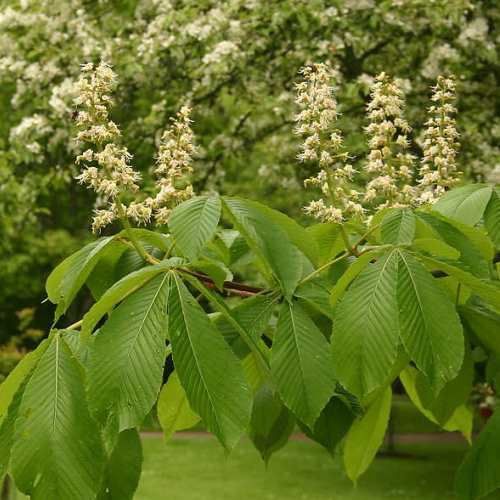 Aesculus turbinata, Japanese Horse Chestnut - Pb6.5