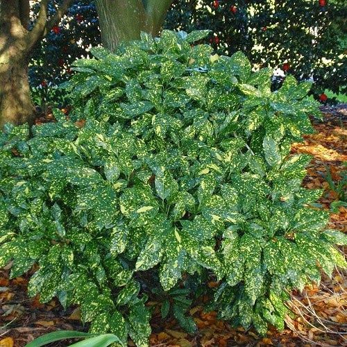 Aucuba crotonoides - 2.5Ltr/3.5Ltr