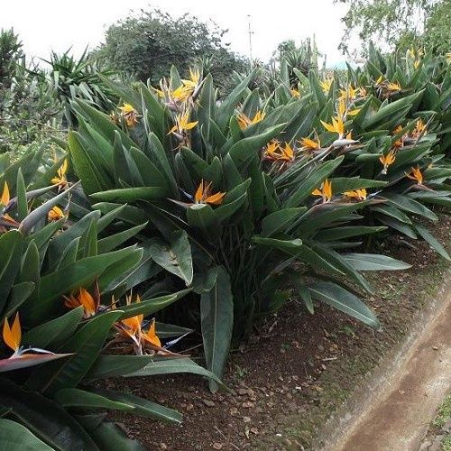 Strelitzia reginae, Bird Of Paradise - 2/2.4 ltr