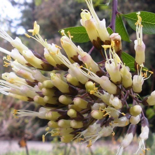 Cantua buxifolia - Pb8