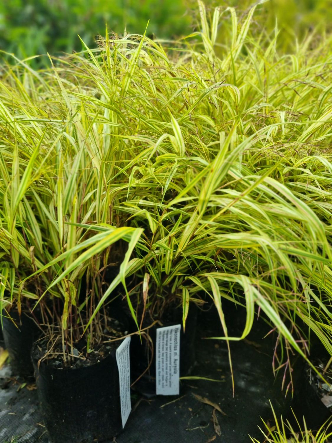 Hakonechloa aureloa