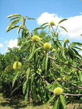 Castanea 1005, Sweet Chestnut - Pb28 (150/300)