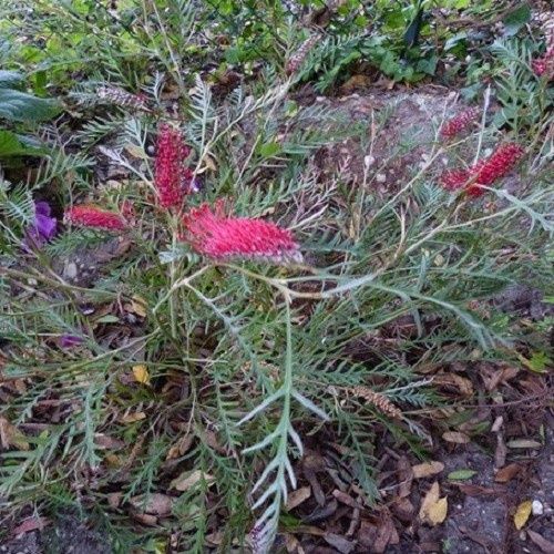 Grevillea Robin Hood (100-110 cm)